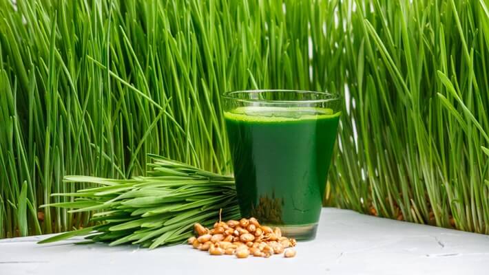 Can You Have Wheatgrass When Pregnant